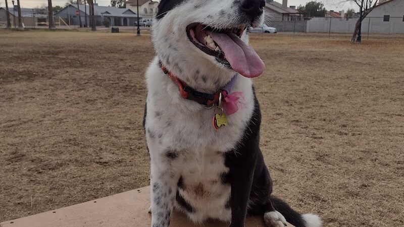 Sahuaro Ranch Dog Park - Glendale, AZ