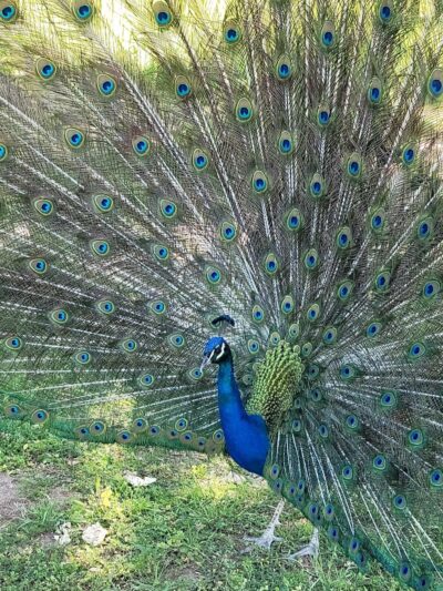 Sahuaro Ranch Dog Park - Glendale, AZ