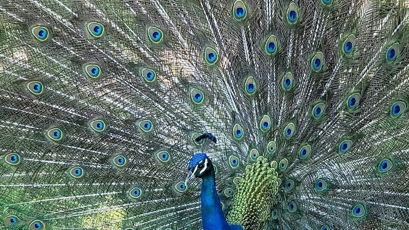 Sahuaro Ranch Dog Park - Glendale, AZ