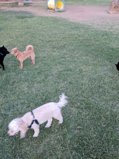 Sahuaro Ranch Dog Park - Glendale, AZ