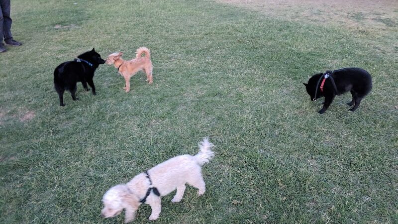 Sahuaro Ranch Dog Park - Glendale, AZ