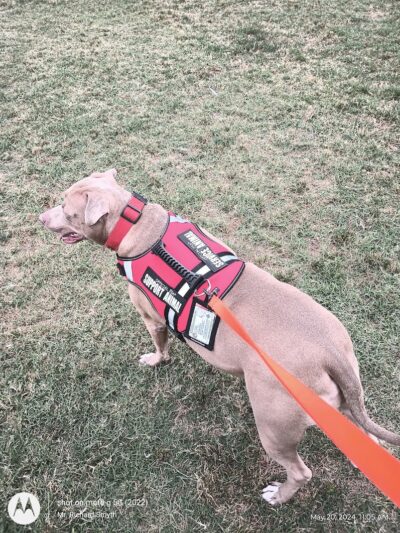 Sahuaro Ranch Dog Park - Glendale, AZ