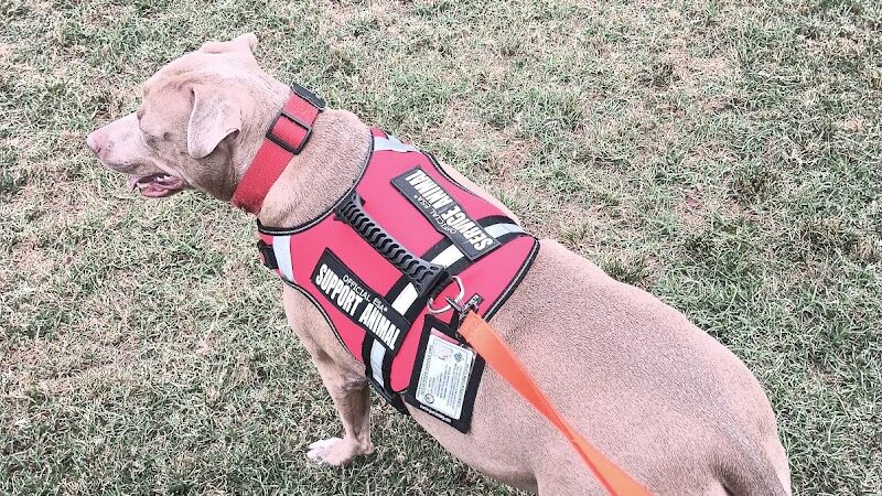 Sahuaro Ranch Dog Park - Glendale, AZ