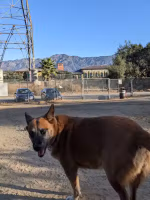 Griffith Park Dog Park - Glendale, CA