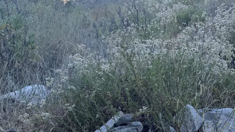 Deukmejian Wilderness Park - Glendale, CA