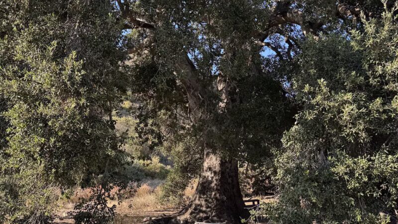 Deukmejian Wilderness Park - Glendale, CA