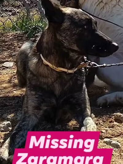 Griffith Park Dog Park - Glendale, CA