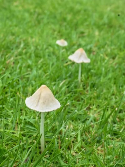 Montrose Community Park - Glendale, CA