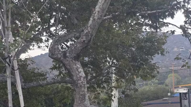 Verdugo Park - Glendale, CA