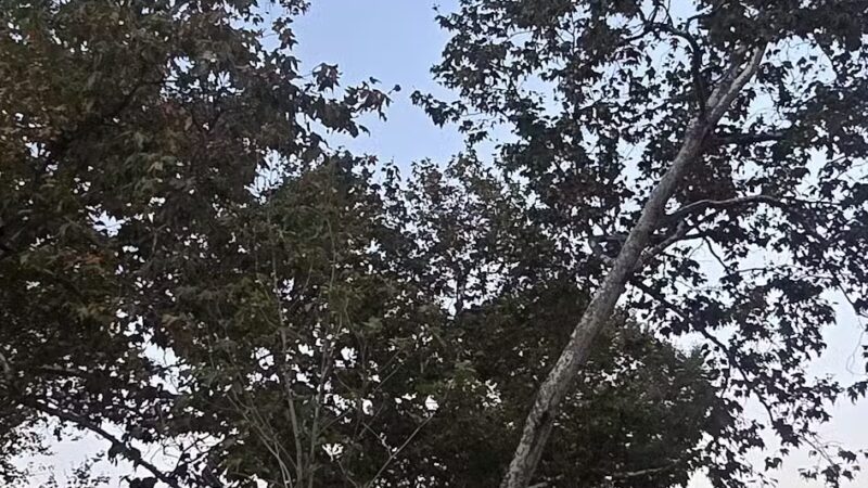 Verdugo Park - Glendale, CA