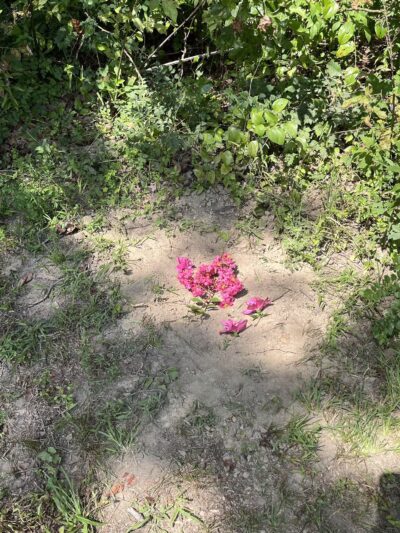 Gloucester-Mathews Humane Society - Gloucester, VA