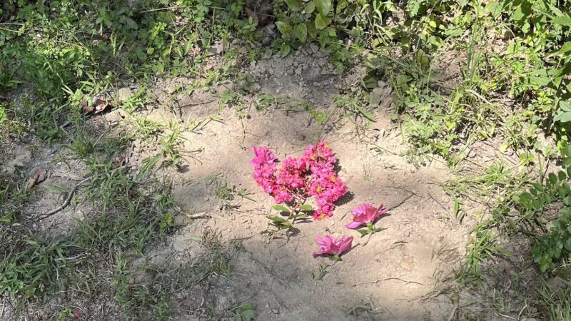 Gloucester-Mathews Humane Society - Gloucester, VA