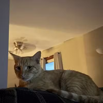 Gloucester-Mathews Humane Society - Gloucester, VA