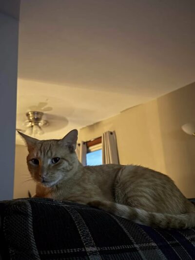 Gloucester-Mathews Humane Society - Gloucester, VA