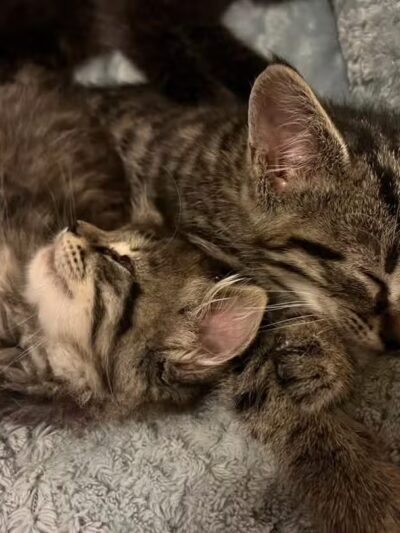 Gloucester-Mathews Humane Society - Gloucester, VA