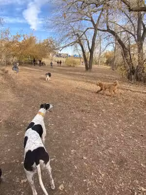 Dog Park, off-leash at Ulysses Park - Golden, CO
