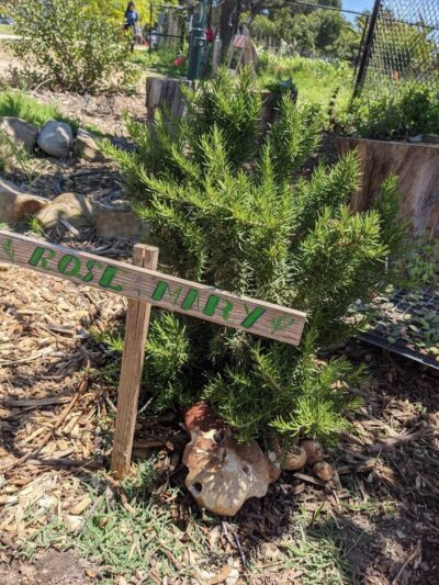 Estero Park - Goleta, CA