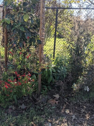 Estero Park - Goleta, CA