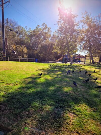 Evergreen Park - Goleta, CA