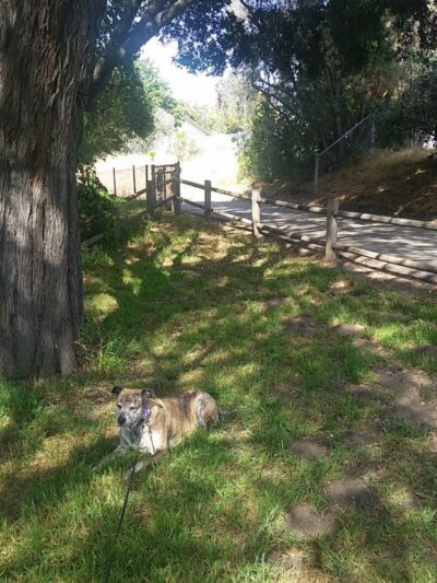 Lassen Open Space - Goleta, CA