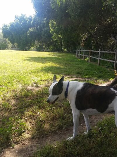 Lassen Open Space - Goleta, CA