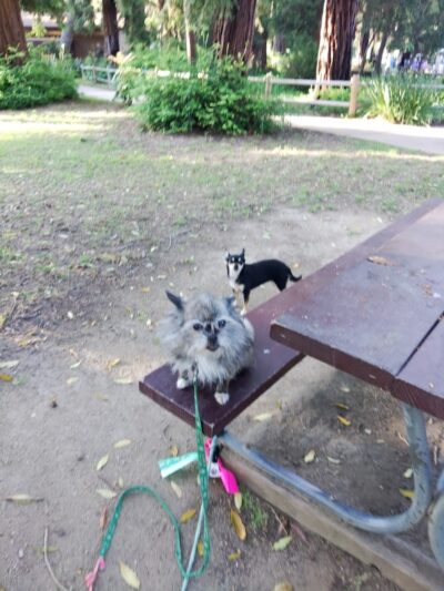 Stow Grove Park - Goleta, CA