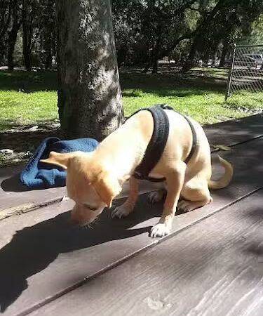 Stow Grove Park - Goleta, CA