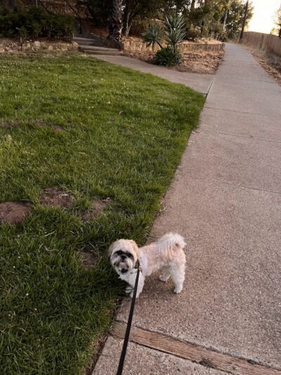 Tarragona Open Space - Goleta, CA