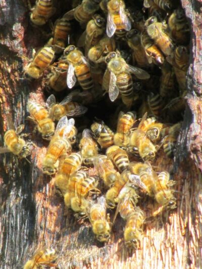 Tarragona Open Space - Goleta, CA