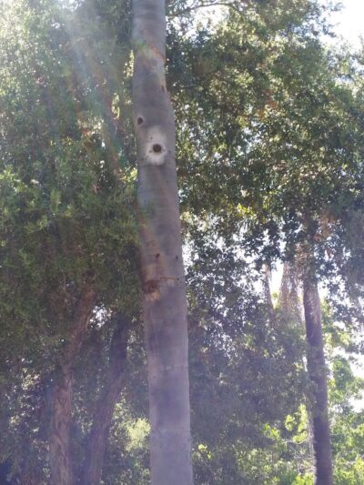 Tarragona Open Space - Goleta, CA