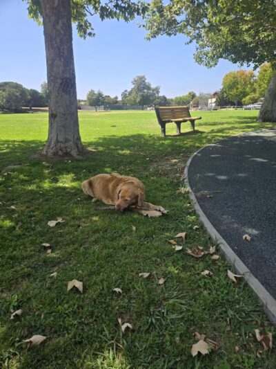 Evergreen Park - Goleta, CA