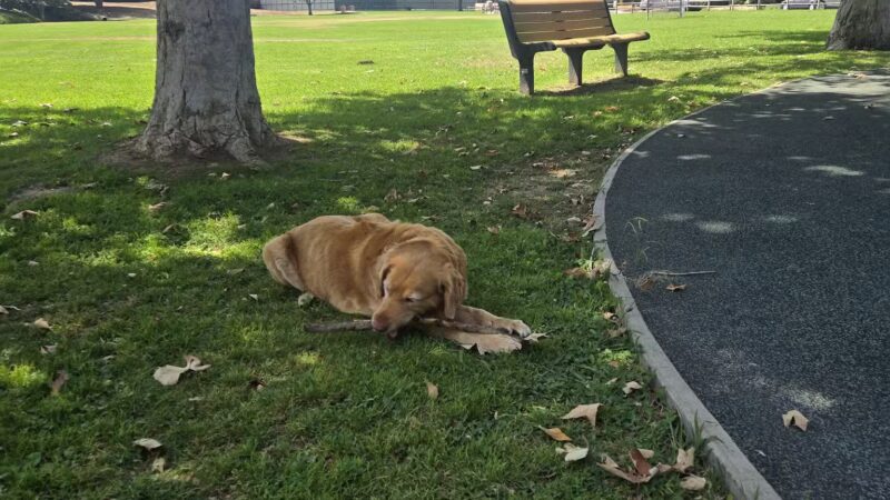 Evergreen Park - Goleta, CA