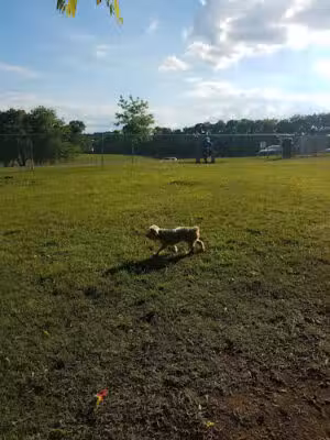Fenway's Dog Park - Goodlettsville, TN