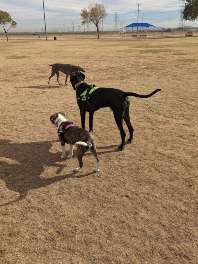 Roscoe, Goodyear, Dog Park - Goodyear, AZ
