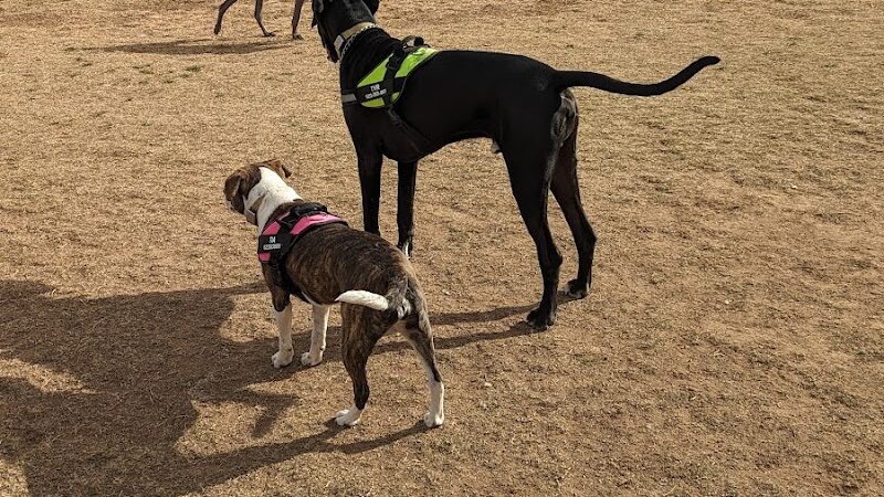 Roscoe, Goodyear, Dog Park - Goodyear, AZ