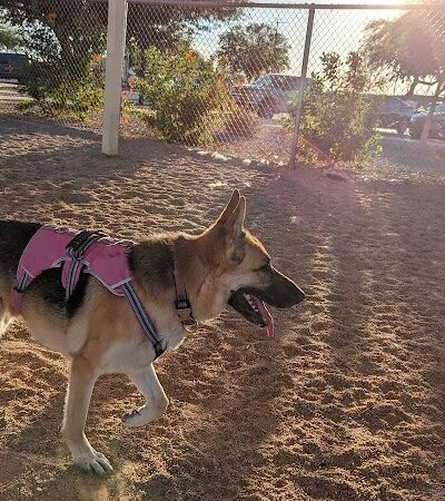 Roscoe, Goodyear, Dog Park - Goodyear, AZ