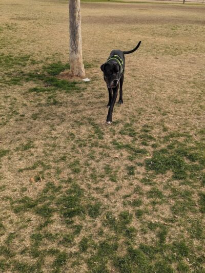 Roscoe, Goodyear, Dog Park - Goodyear, AZ