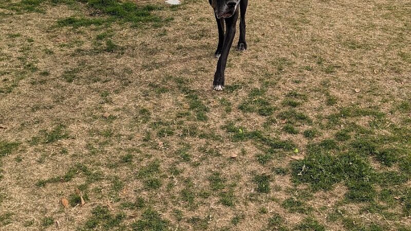 Roscoe, Goodyear, Dog Park - Goodyear, AZ