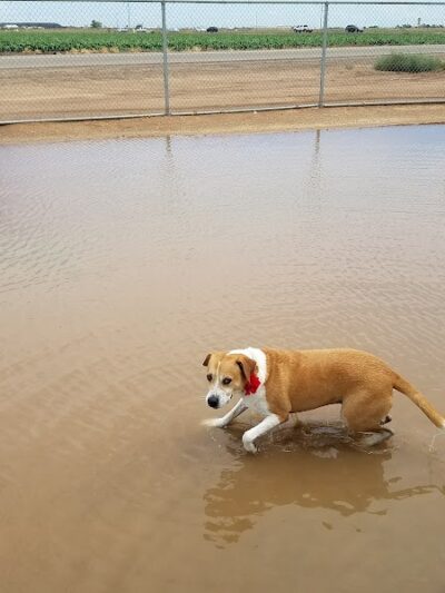 Roscoe, Goodyear, Dog Park - Goodyear, AZ