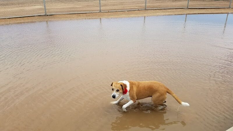 Roscoe, Goodyear, Dog Park - Goodyear, AZ