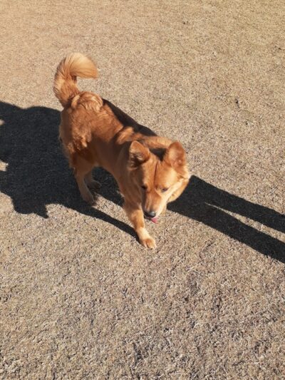 Roscoe, Goodyear, Dog Park - Goodyear, AZ