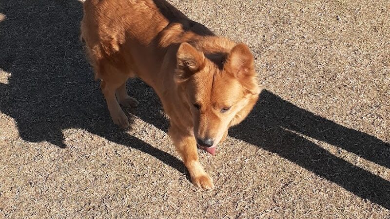 Roscoe, Goodyear, Dog Park - Goodyear, AZ