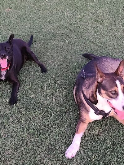 Roscoe, Goodyear, Dog Park - Goodyear, AZ