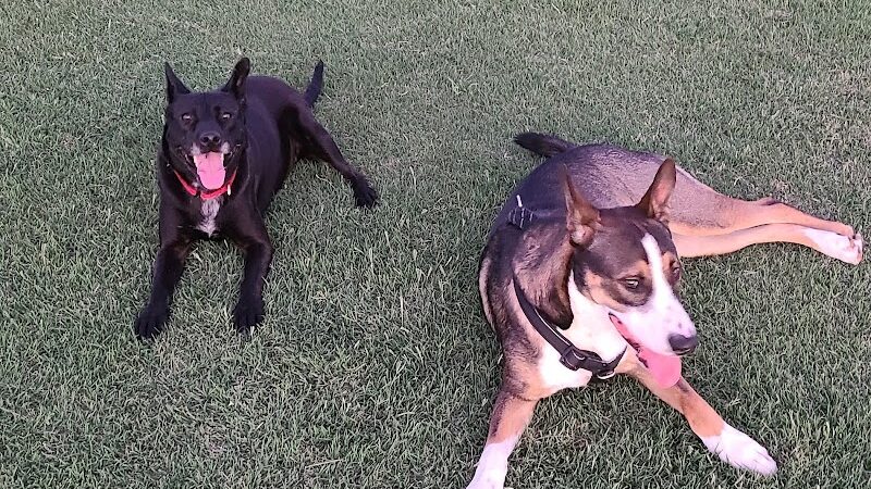 Roscoe, Goodyear, Dog Park - Goodyear, AZ