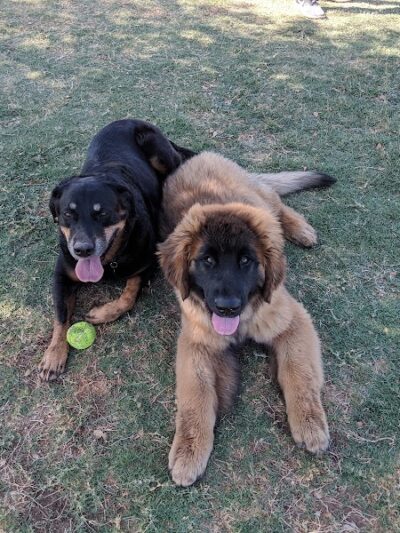 Roscoe, Goodyear, Dog Park - Goodyear, AZ