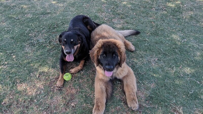 Roscoe, Goodyear, Dog Park - Goodyear, AZ