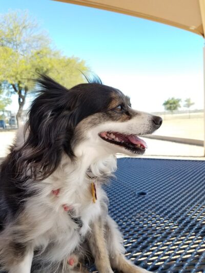 Roscoe, Goodyear, Dog Park - Goodyear, AZ