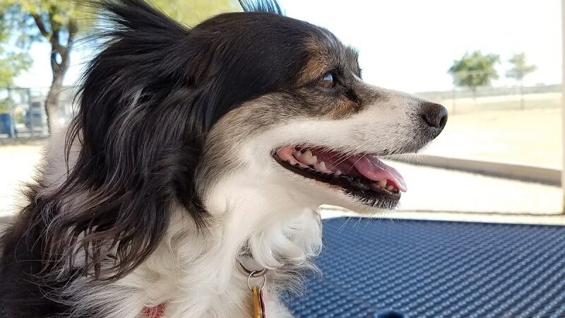 Roscoe, Goodyear, Dog Park - Goodyear, AZ