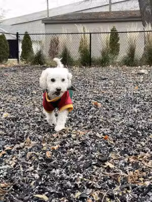 Sprocket Dog Park - Goshen,