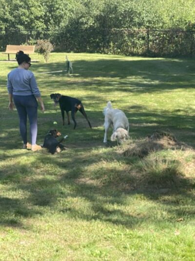 Goshen Dog Park - Goshen, NY
